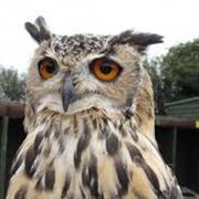 Owl Sanctuary