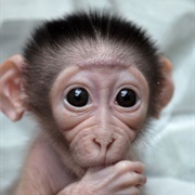 Monkey (Mangabey)