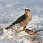 Sharp-Shinned Hawk