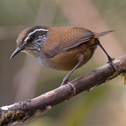 Munchique Wood Wren