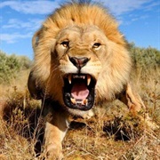 Voire Un Lion Sauvage