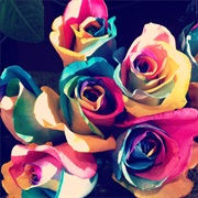 Make a Rainbow Rose