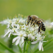 What Do Pollinators Do?