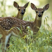 Visit a Wild Life Rescue Park