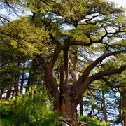 Cedars of God