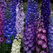 Delphinium