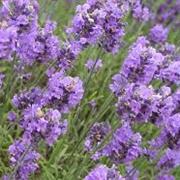 Lavender Flowers