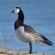 Branta