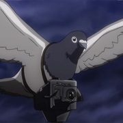 Pigeon Camera