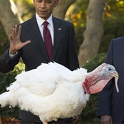 Watch the Turkey Pardon