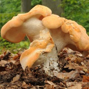 Sweet Tooth (Hydnum Repandum)