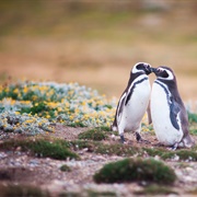 Los Pingüinos Natural Monument, Chile