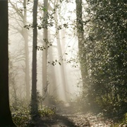 Hembury and Holne Woods