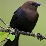 Cowbird