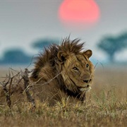 See Lions in the Wild