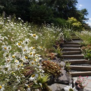 Keep a Nature-Sanctuary in Your Garden Where Plants Grow Wild