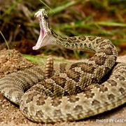 Rattlesnake
