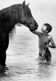 The Black Stallion