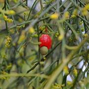 Ban Ban National Park (QLD)