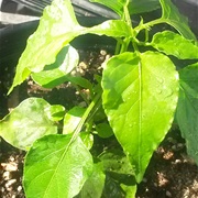 Capsicum Chacoense