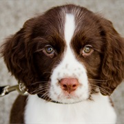 English Springer Spaniel