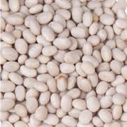 Navy Bean