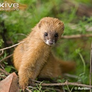 Siberian Weasel