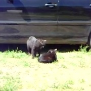 Break Up a Cat Fight