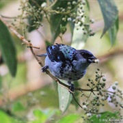 Cabanis's Tanager