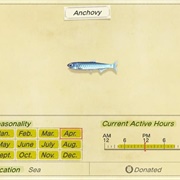 Anchovy
