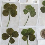 A Four-Leaf Clover