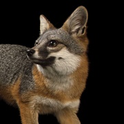 San Clemente Island Fox