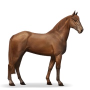 Standardbred - Chestnut