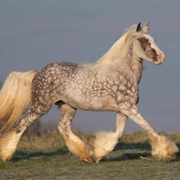 Tinker Horse