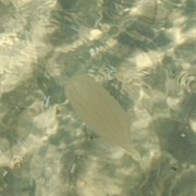 Hold a Jellyfish in the Gulf of Mexico