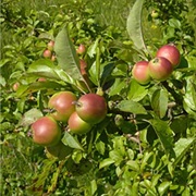 Southern Crabapple (Malus Angustifolia)