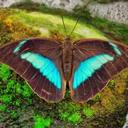 Banded King Shoemaker