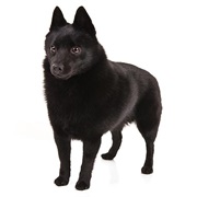 Schipperke