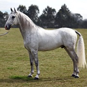 Lipizzan
