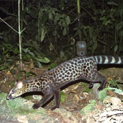 Servaline Genet