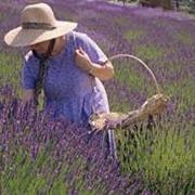 Yule Love It Lavender Farm, Leonard (North of Detroit)