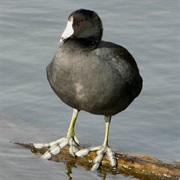 Coot
