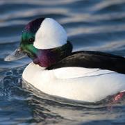 Bufflehead
