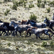 Australian Feral Horse