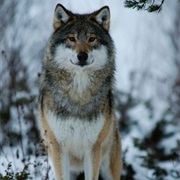 Eurasian Wolf
