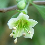 Pale Wolfberry (Lycium Pallidum)