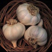 Garlic
