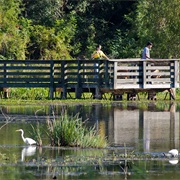 Brazos Bend State Park, Texas
