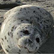 Harbor Seal