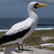 Masked Booby